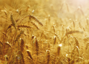 Campo di orzo